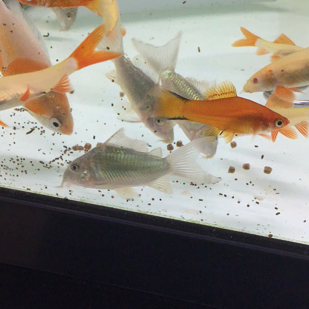 Emerald Green Cory (Corydoras Brochis Splendens)