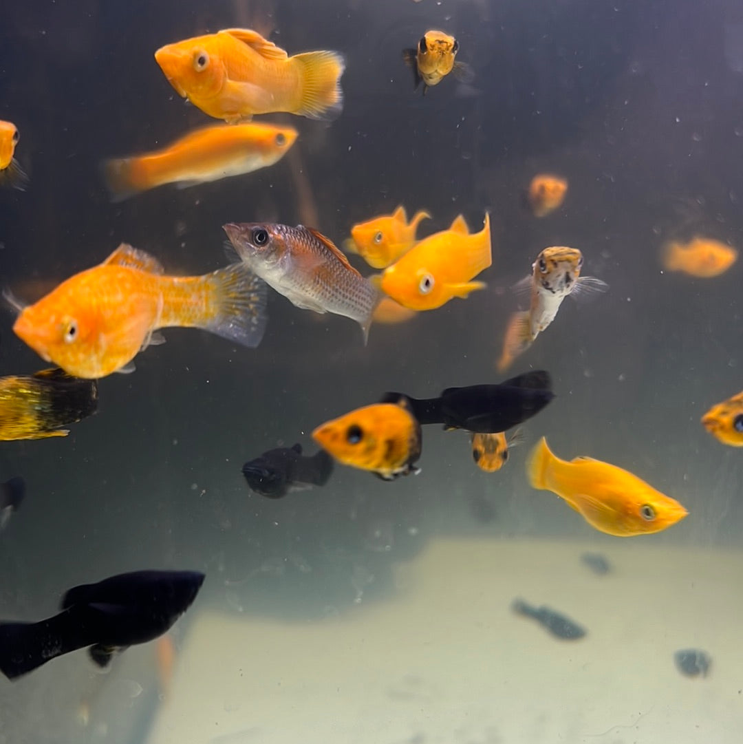 Assorted Mollys (Poecilia latipinna)