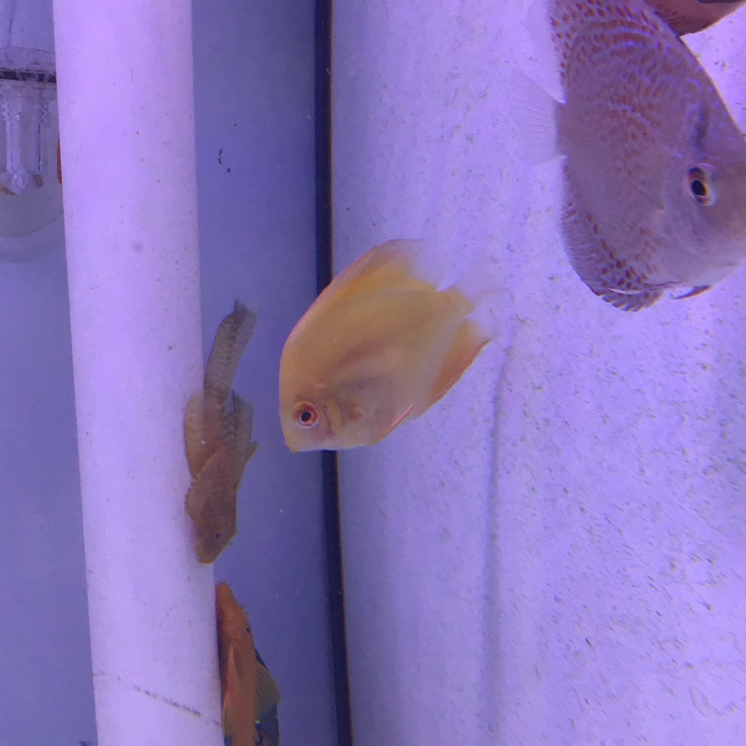 Yellow Diamond Discus (Symphysodon sp.)