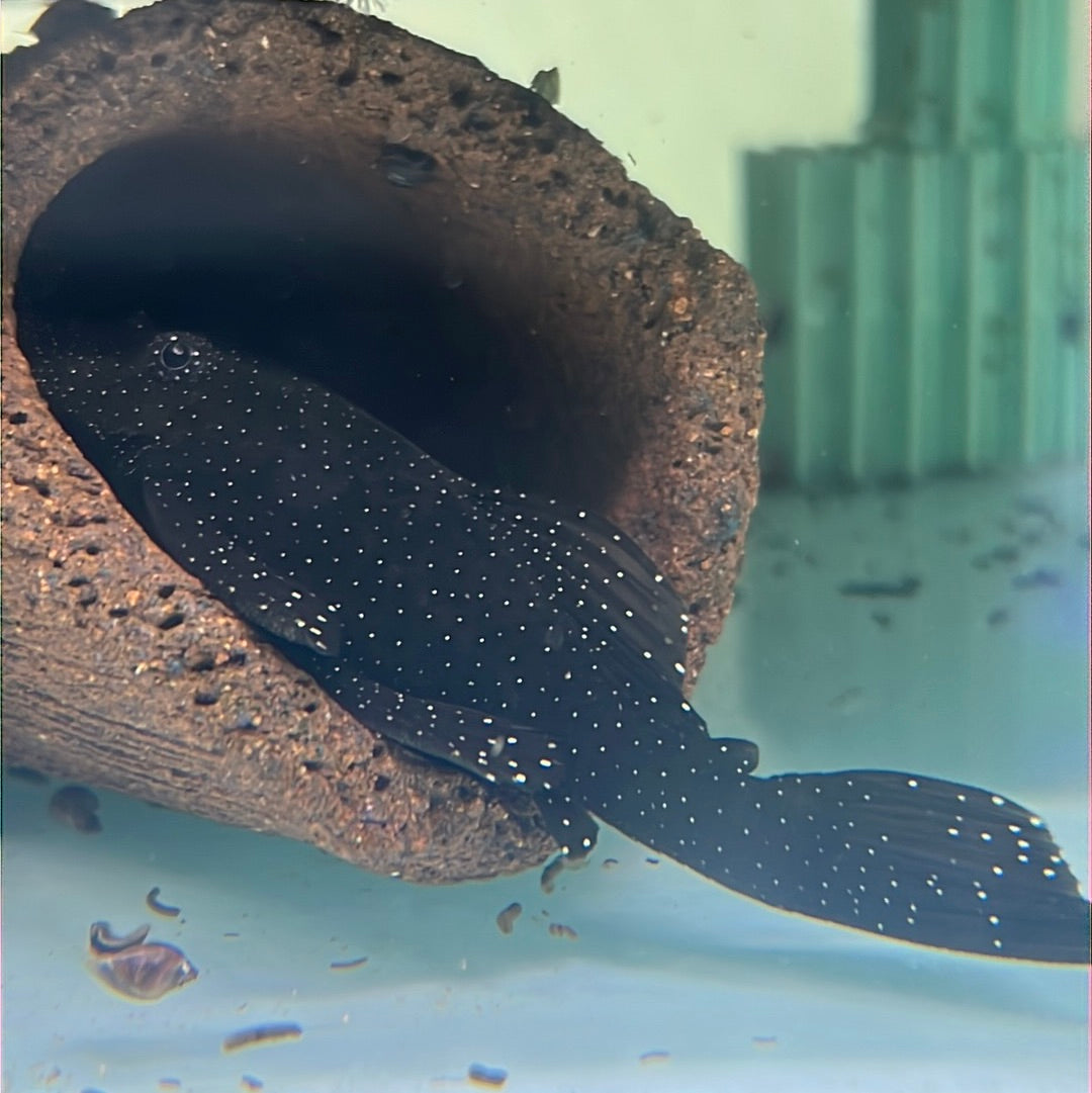 Peppermint Bristlenose