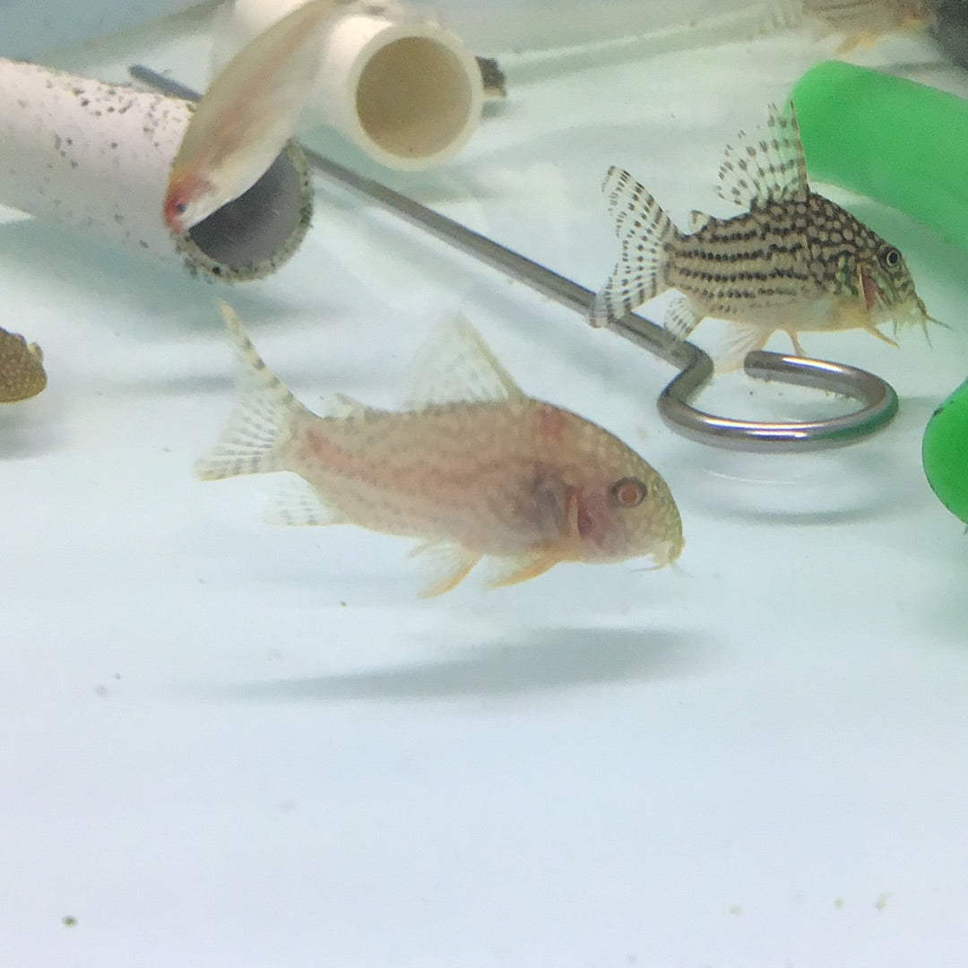 Albino Sterbai Corydoras (Corydoras sterbai)