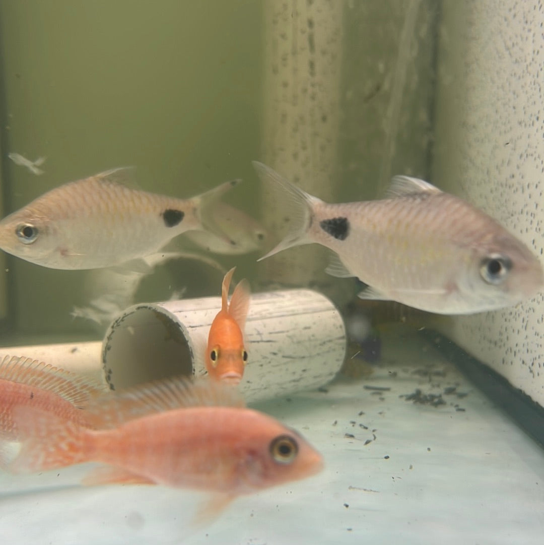 Red Fin Black Spot Barb (Puntius filamentosus)