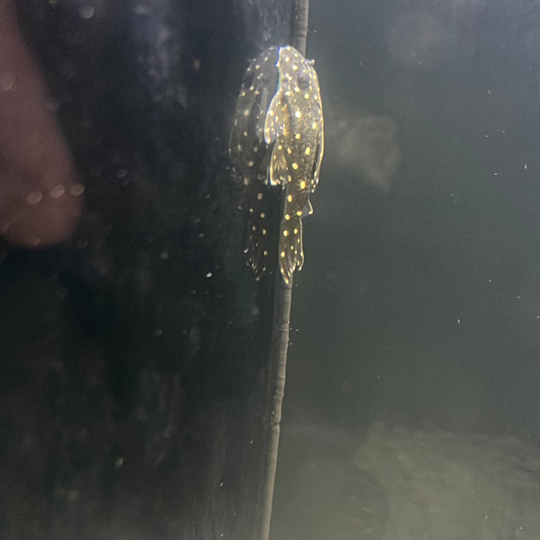 L201 Snowball Pleco (Hypancistrus sp.)