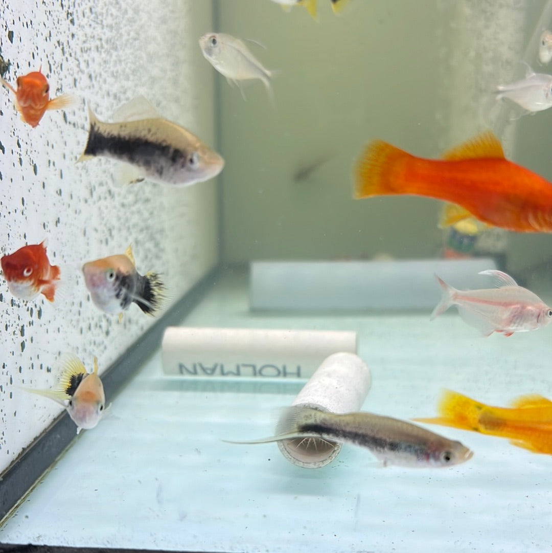 Assorted swordtail (Xiphophorus helleri)
