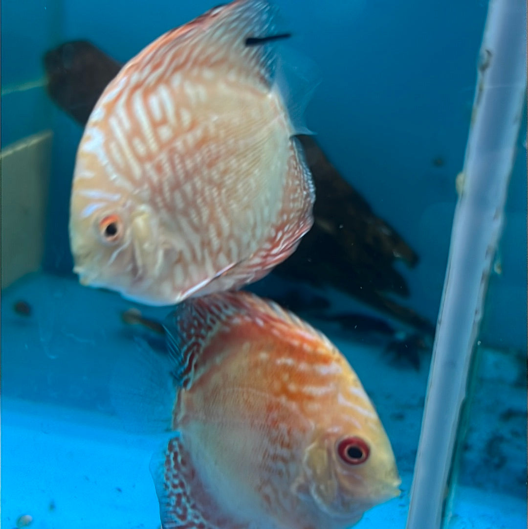 Red Eagle Discus (Symphysodon sp.)