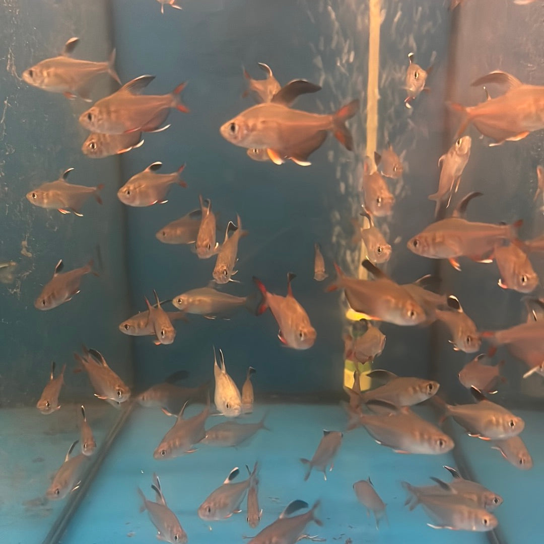 Rosy Tetra (Hyphessobrycon rosaceus)