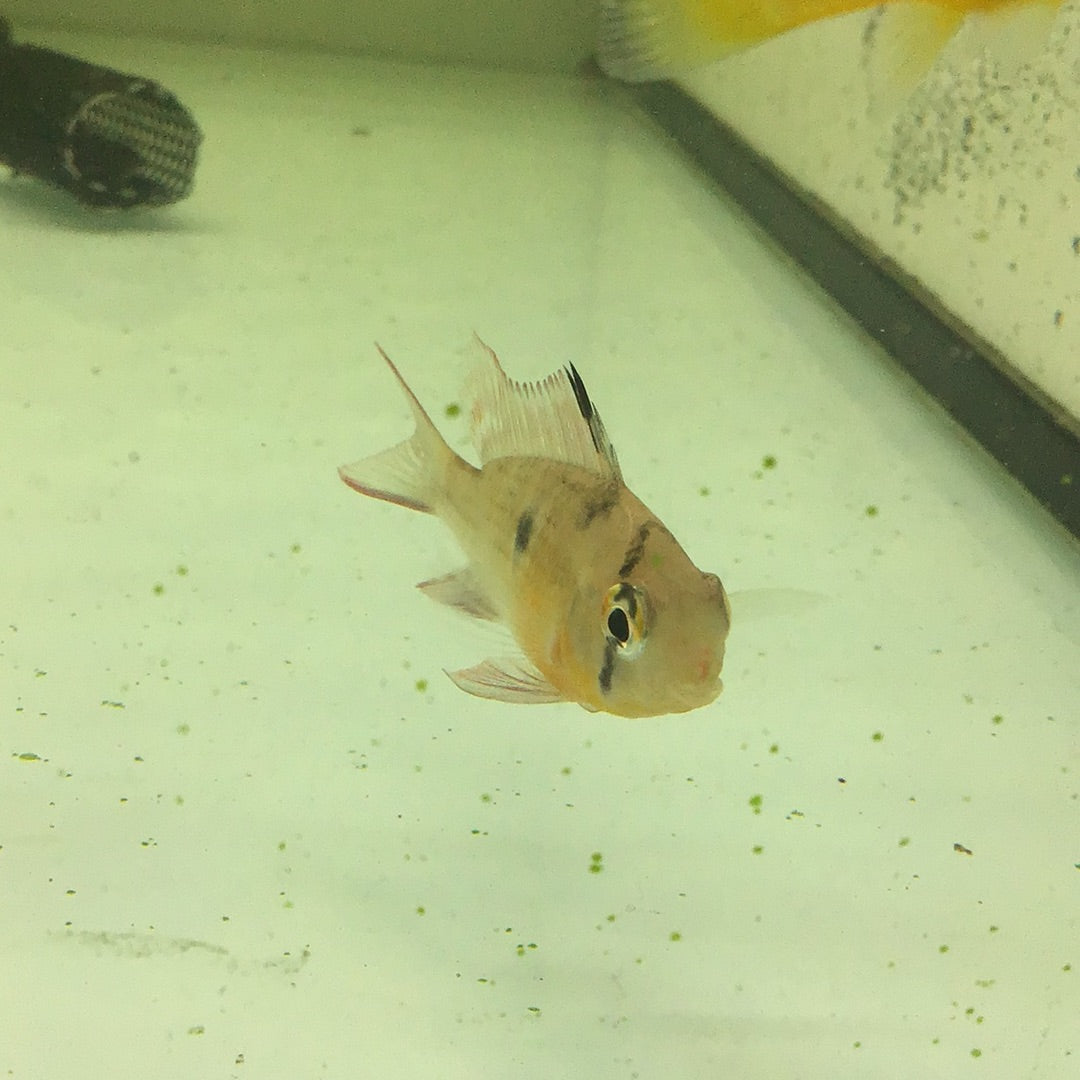 Bolivian Butterfly (Mikrogeophagus altispinosa)