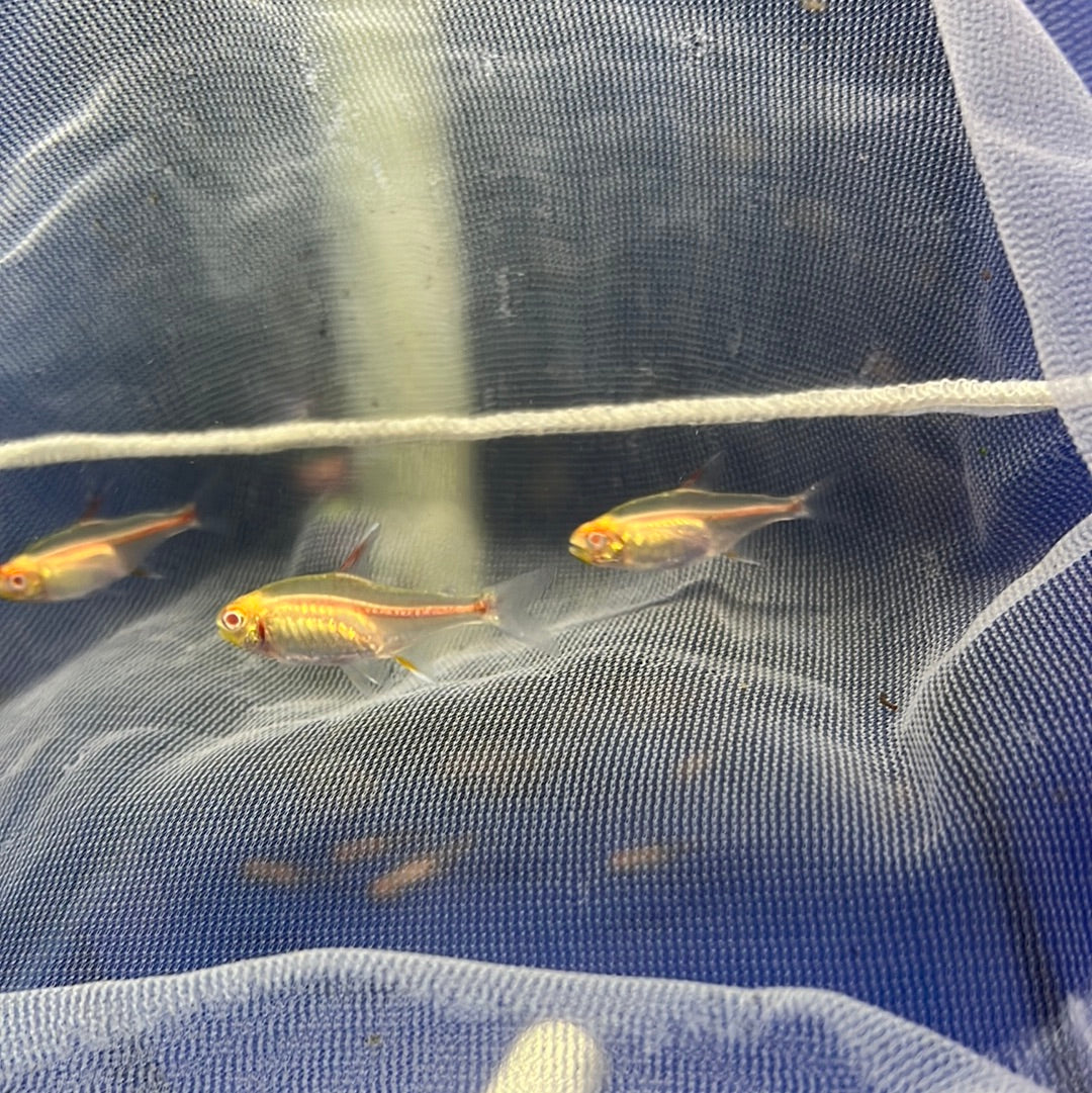 Albino Glo Light Tetra
