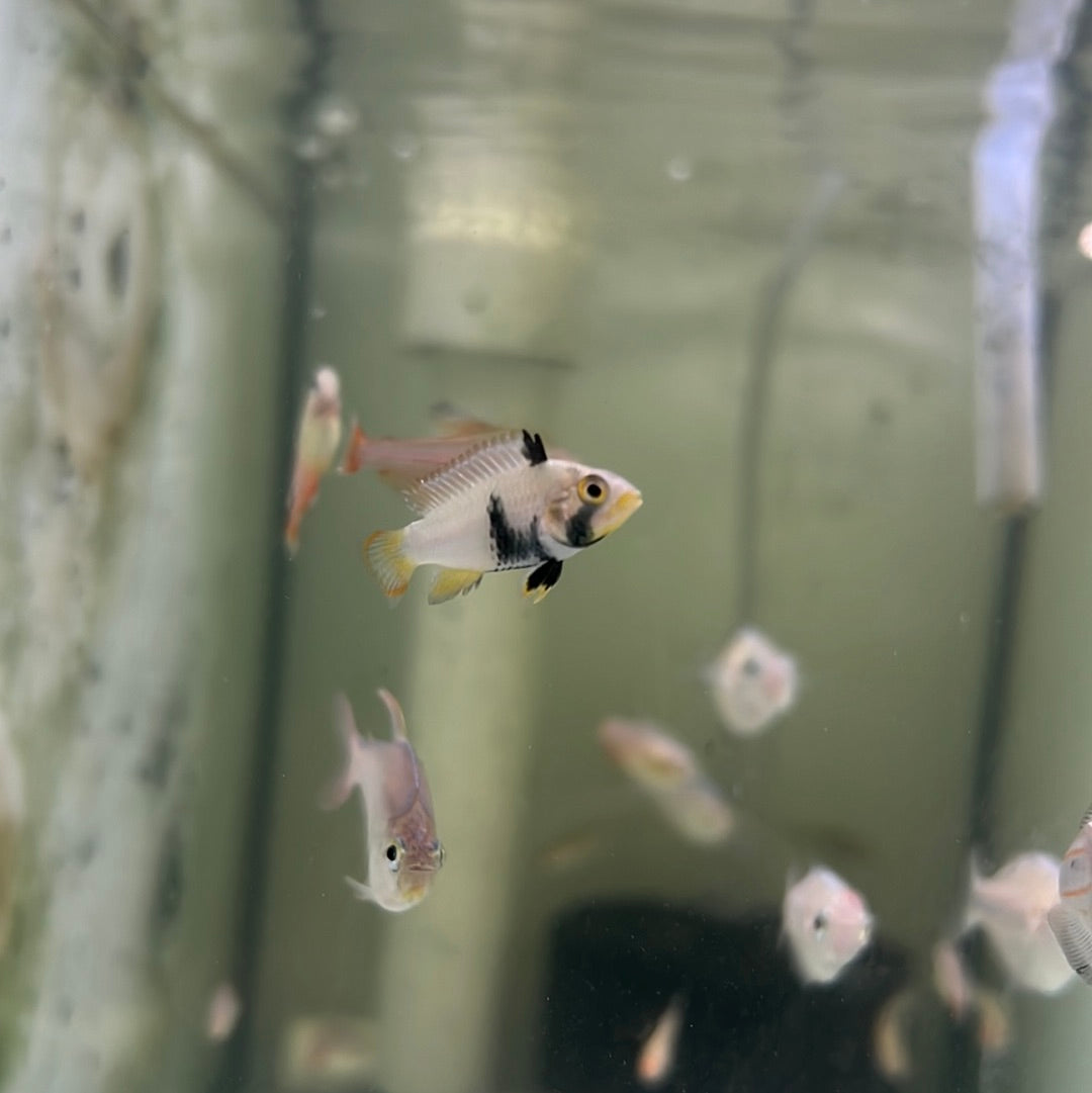 Apistogramma Panduro (Apistogramma Panduro)