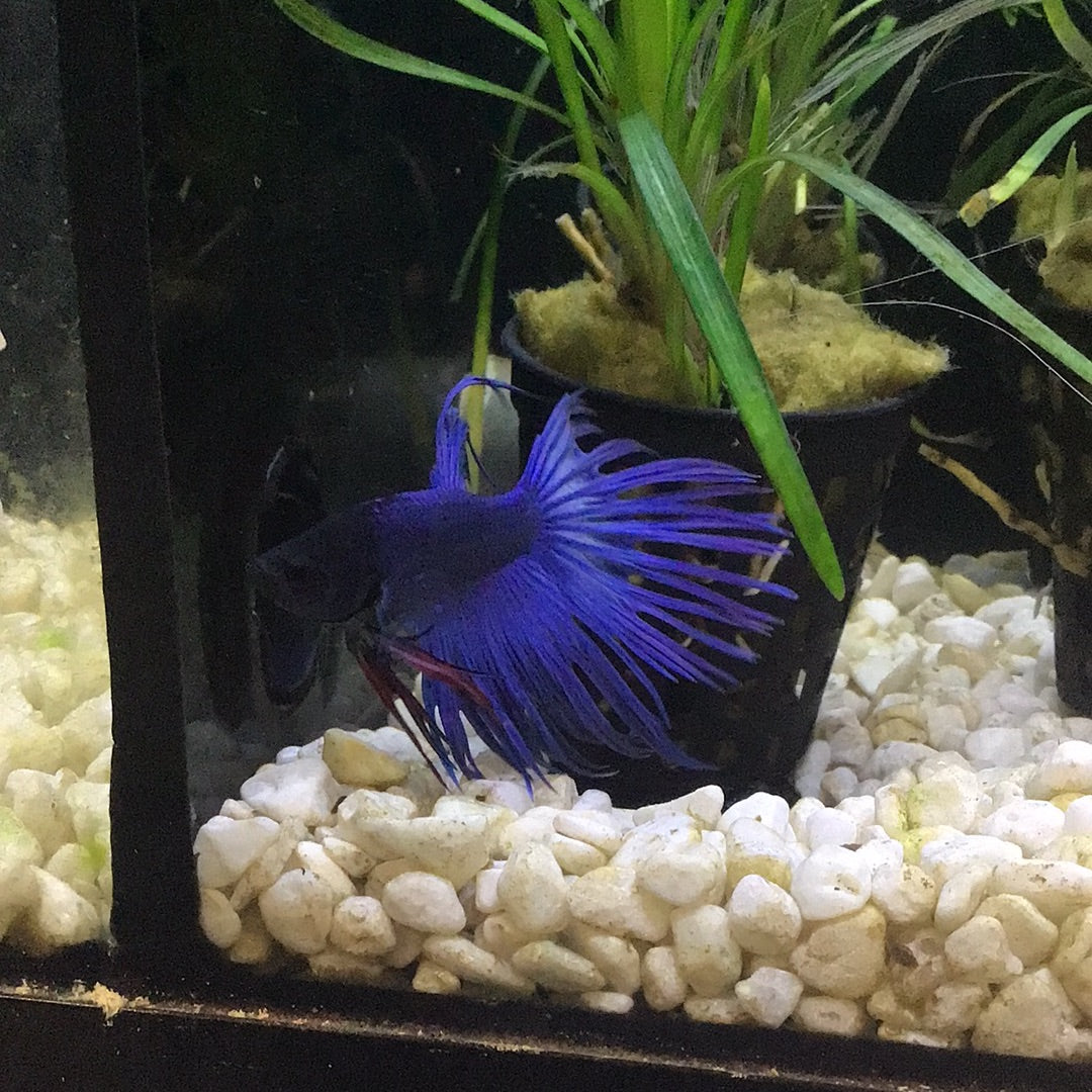 Crown Tail Betta