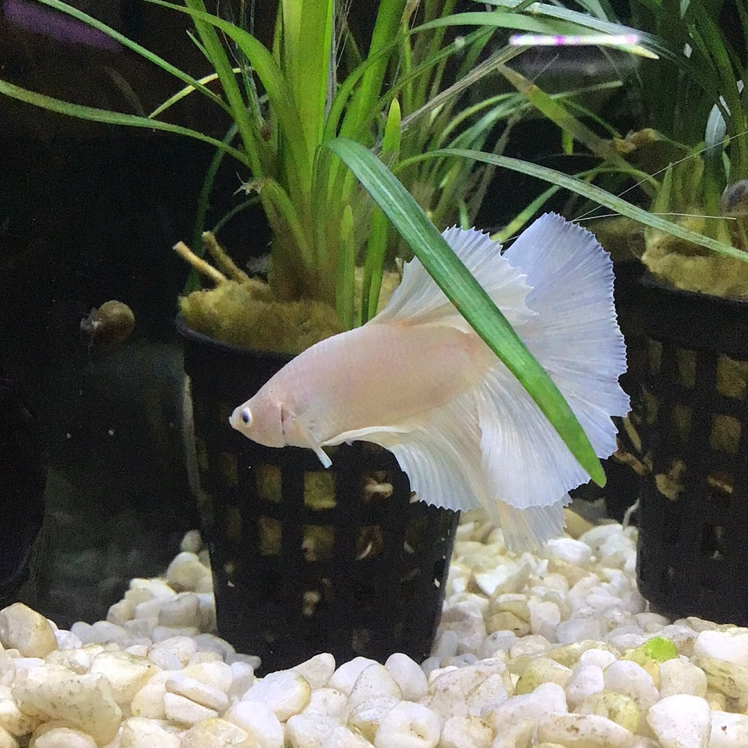 Platinum HalfMoon Betta