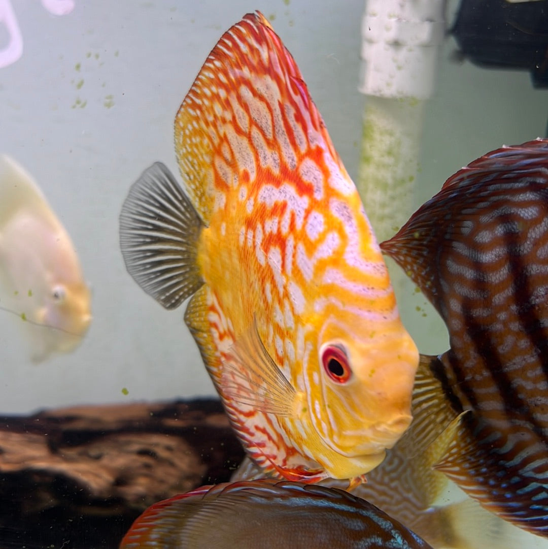 Yellow Pidgeon Blood Discus (Symphysodon sp.)