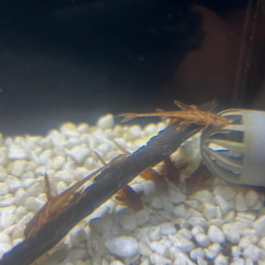 Red Whiptail Catfish (Rineloricaria sp L010a)