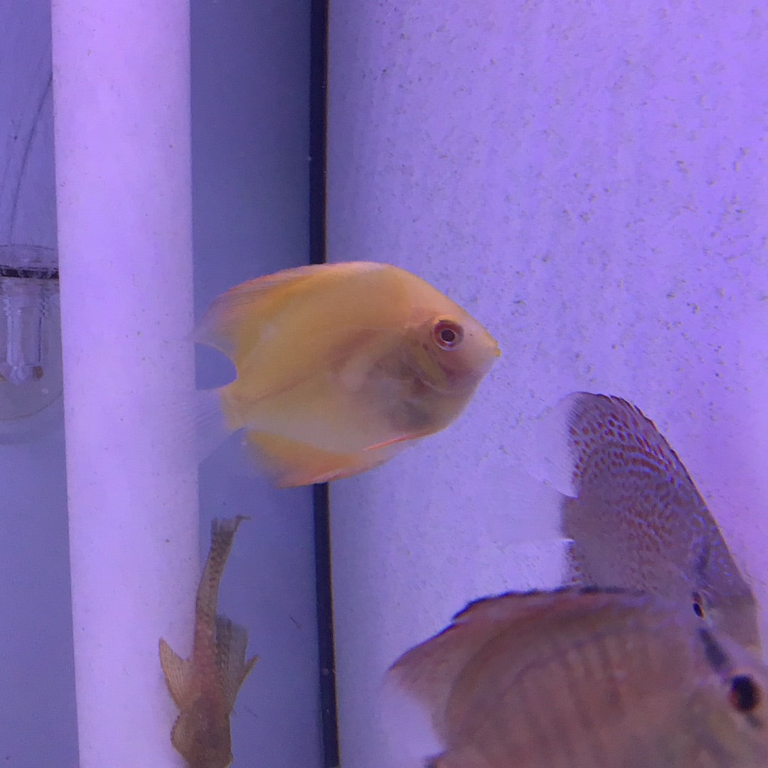Yellow Diamond Discus (Symphysodon sp.)