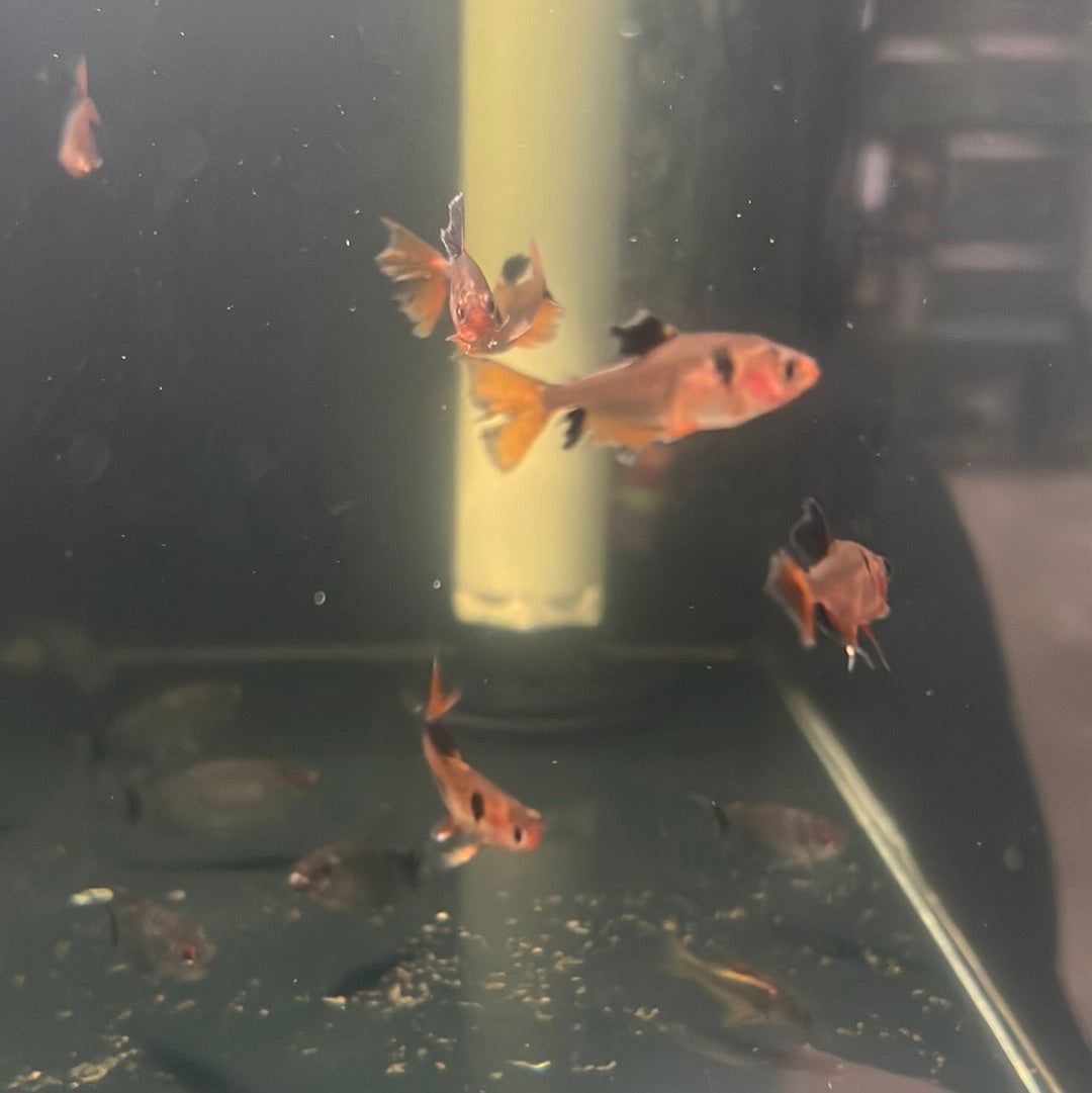 Long Fin Serpae Tetra (Hyphessobrycon eques)