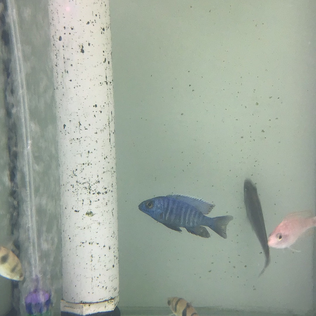 Electric Blue Hap (Sciaenochromis fryeri)