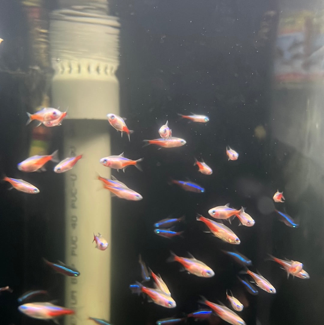 Albino Neon Tetra (Paracheirodon innesi)