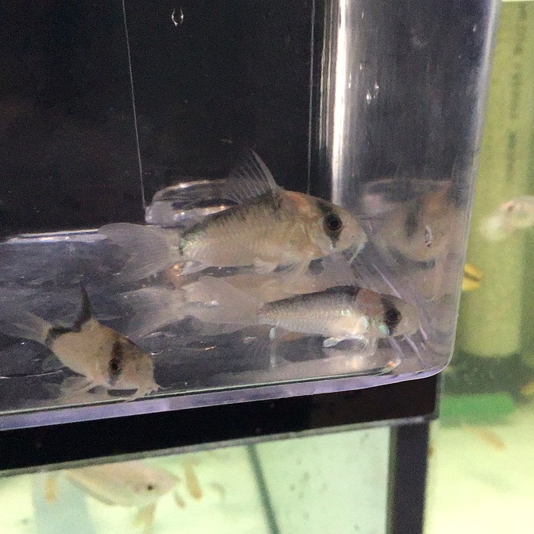 Adolfoi Corydoras (Corydoras adolfoi)