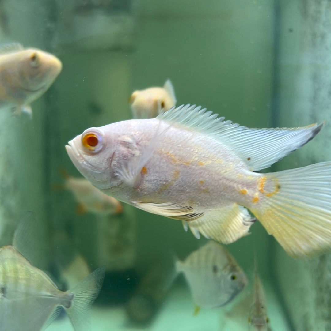 Albino Long-fin Oscar (Astronotus ocellatus)