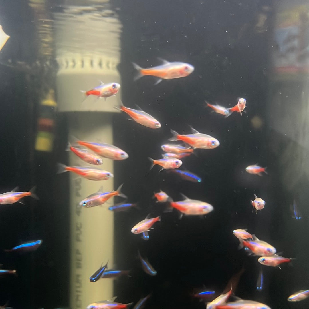 Albino Neon Tetra (Paracheirodon innesi)