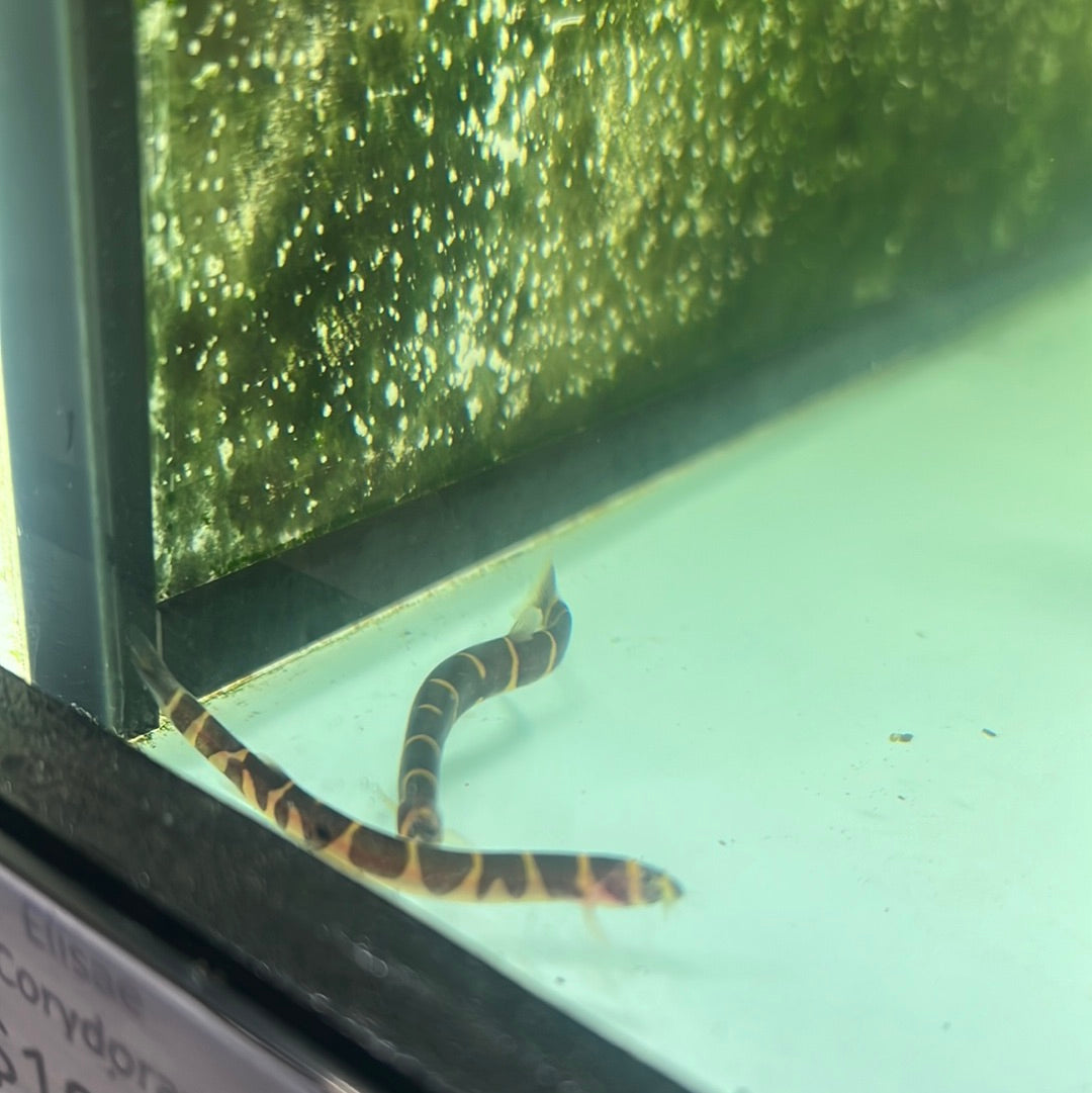 Kuhlii Loach (Pangio Kuhlii)