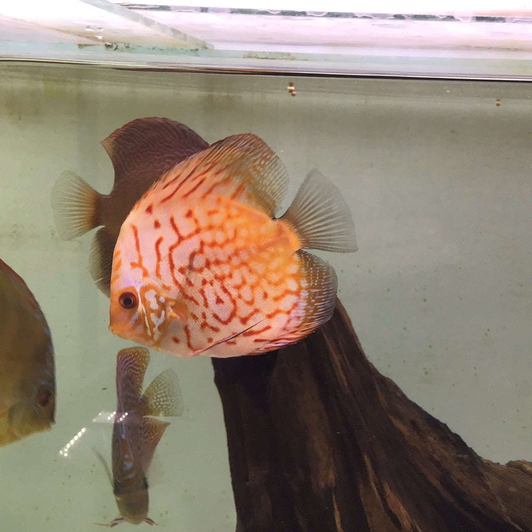 Flora Pigeon Discus (Symphysodon sp.)
