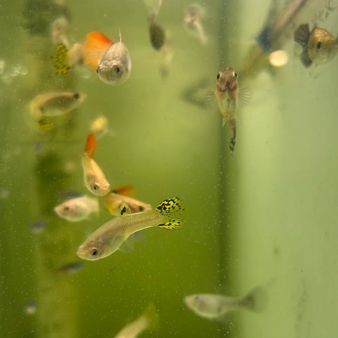 Assorted Guppies (Poecilia reticulata)