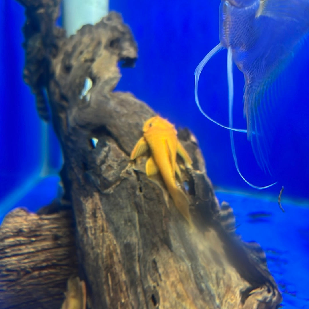 Super Red Bristlenose
