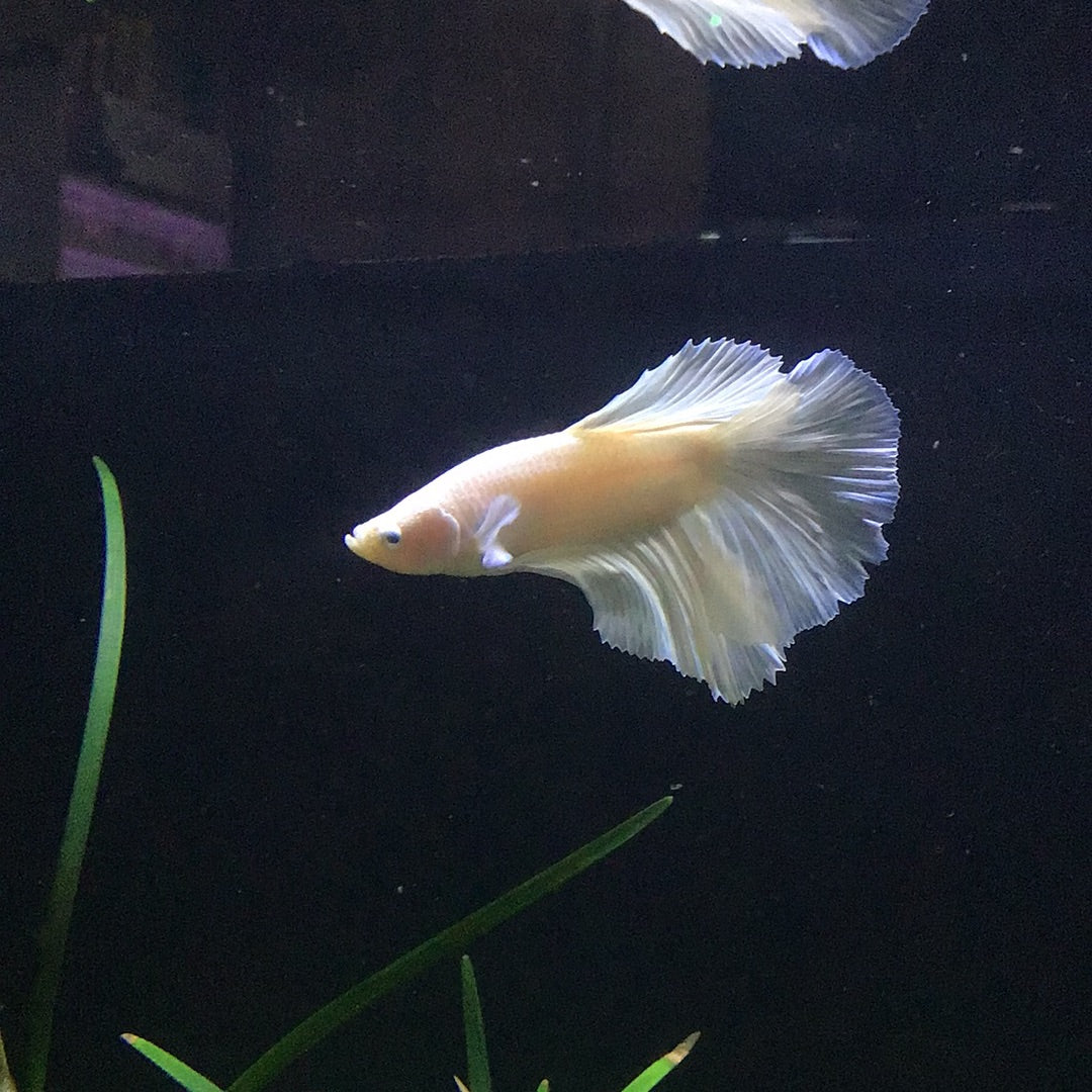Platinum HalfMoon Betta