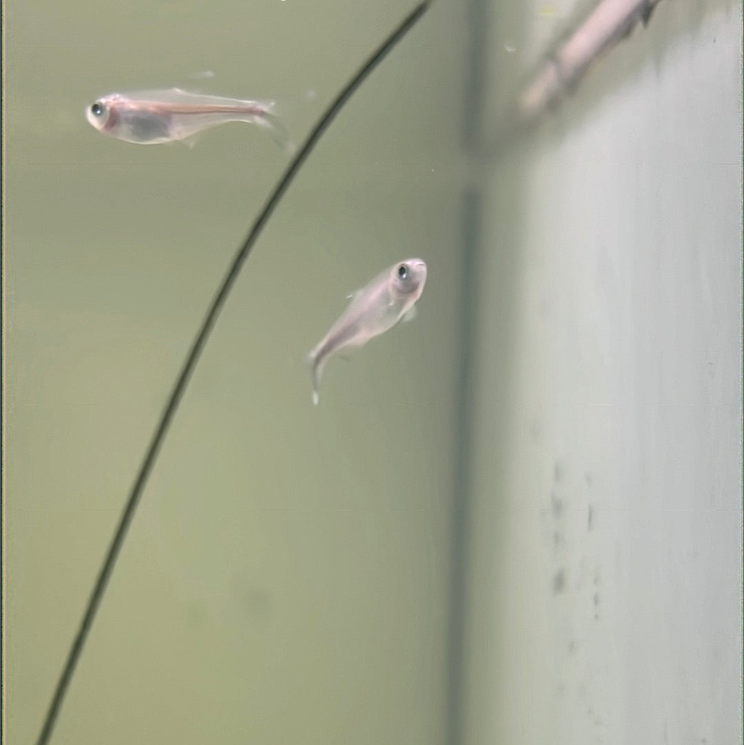 Blue king Tetra (Boehlkea fredcochui)