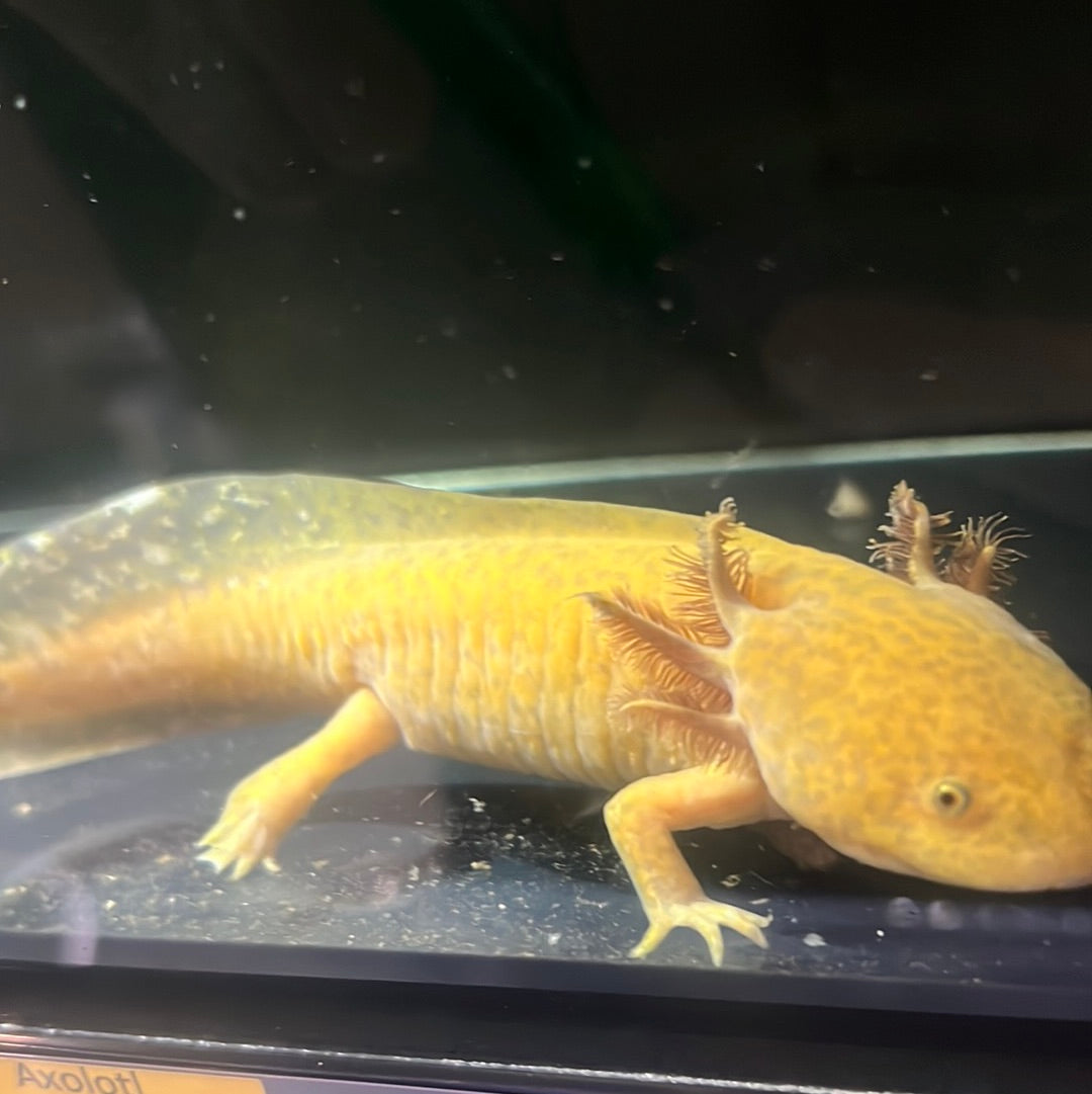 Copper Axolotl (Ambystoma mexicanum)