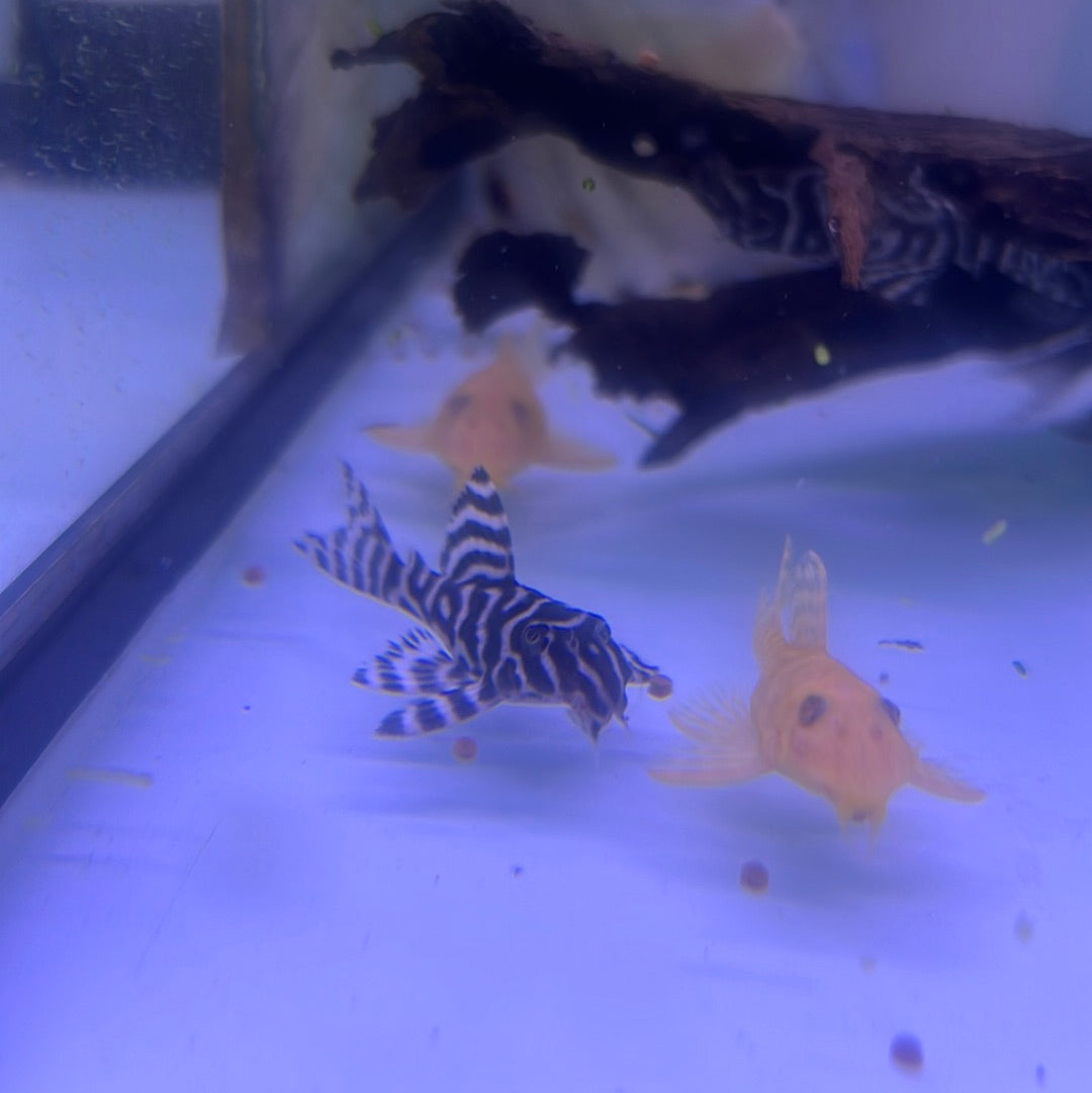 L333 King Tiger Pleco (Hypancistrus sp)