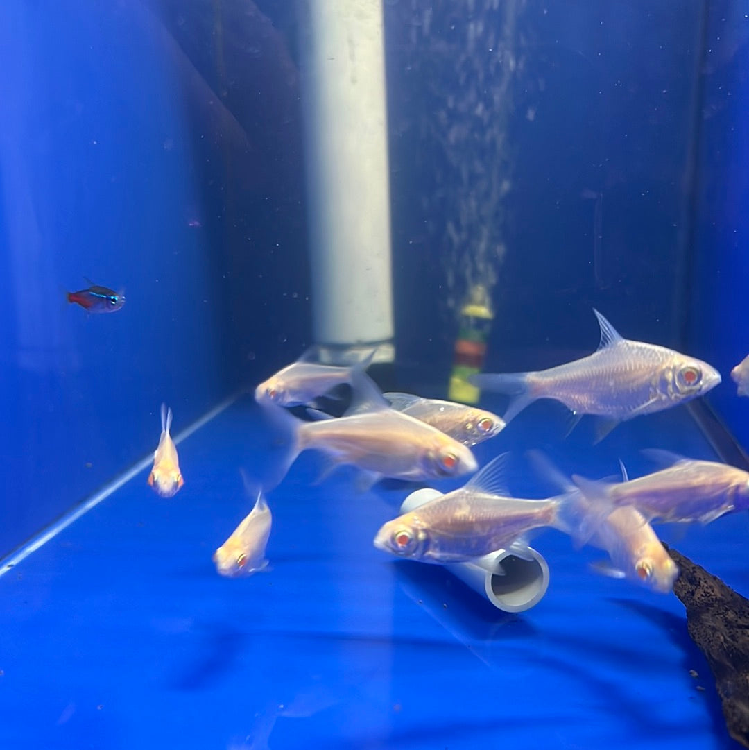 Albino TinFoil Barb (Barbus schwanenfeldi)