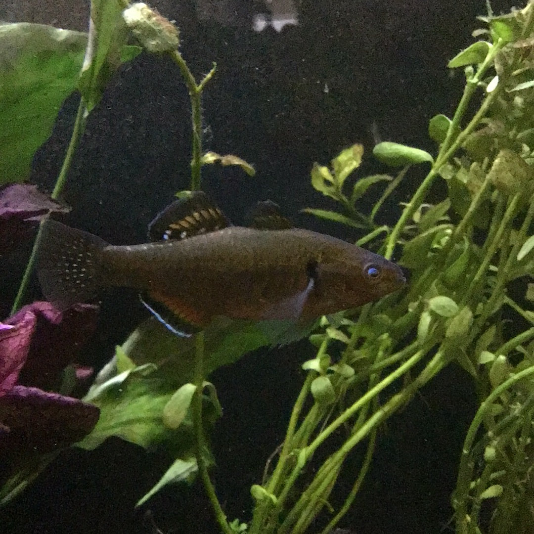 Empire Gudgeon