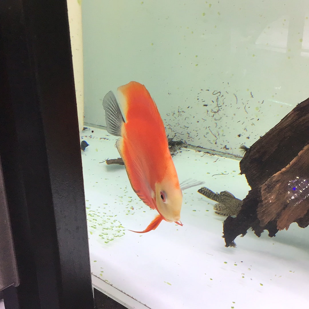 Red Melon Discus (Symphysodon sp.)