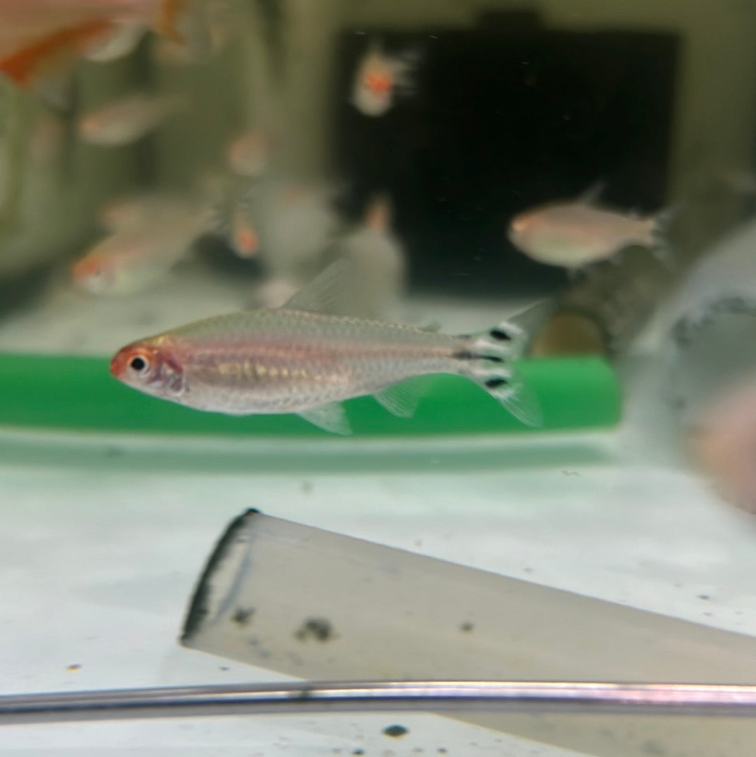 Rummy Nose Tetra (Hemigrammus bleheri)