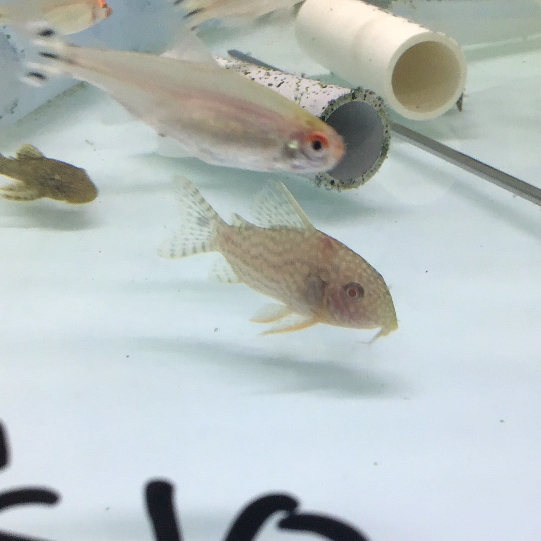 Albino Sterbai Corydoras (Corydoras sterbai)