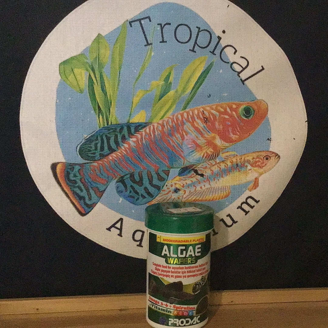 Prodac Algae Wafers
