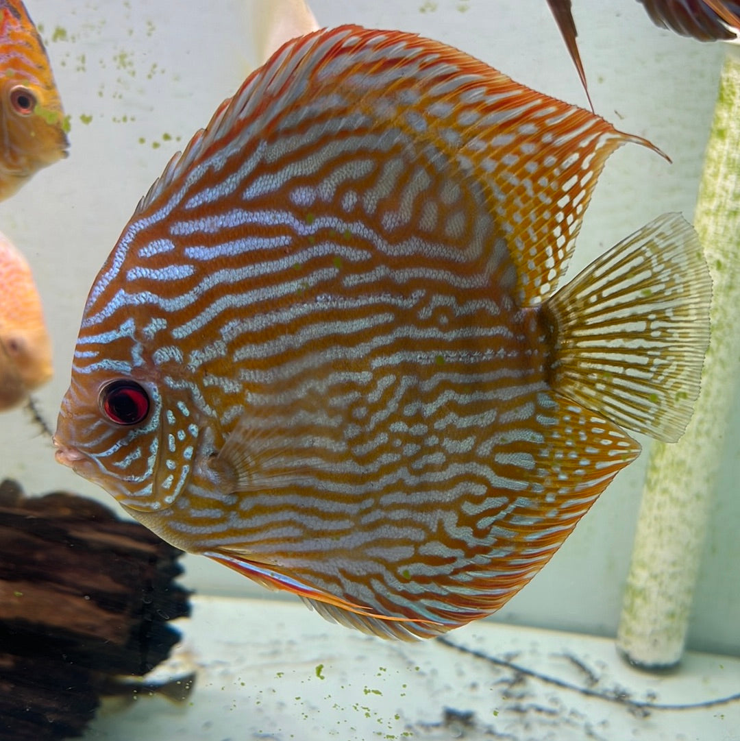 Altum flora Discus (Symphysodon sp.)