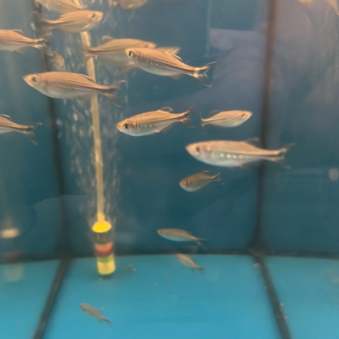 Giant Danio (Devario malabaricus)