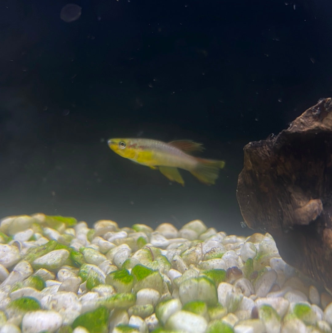 Aphyosemion poliaki