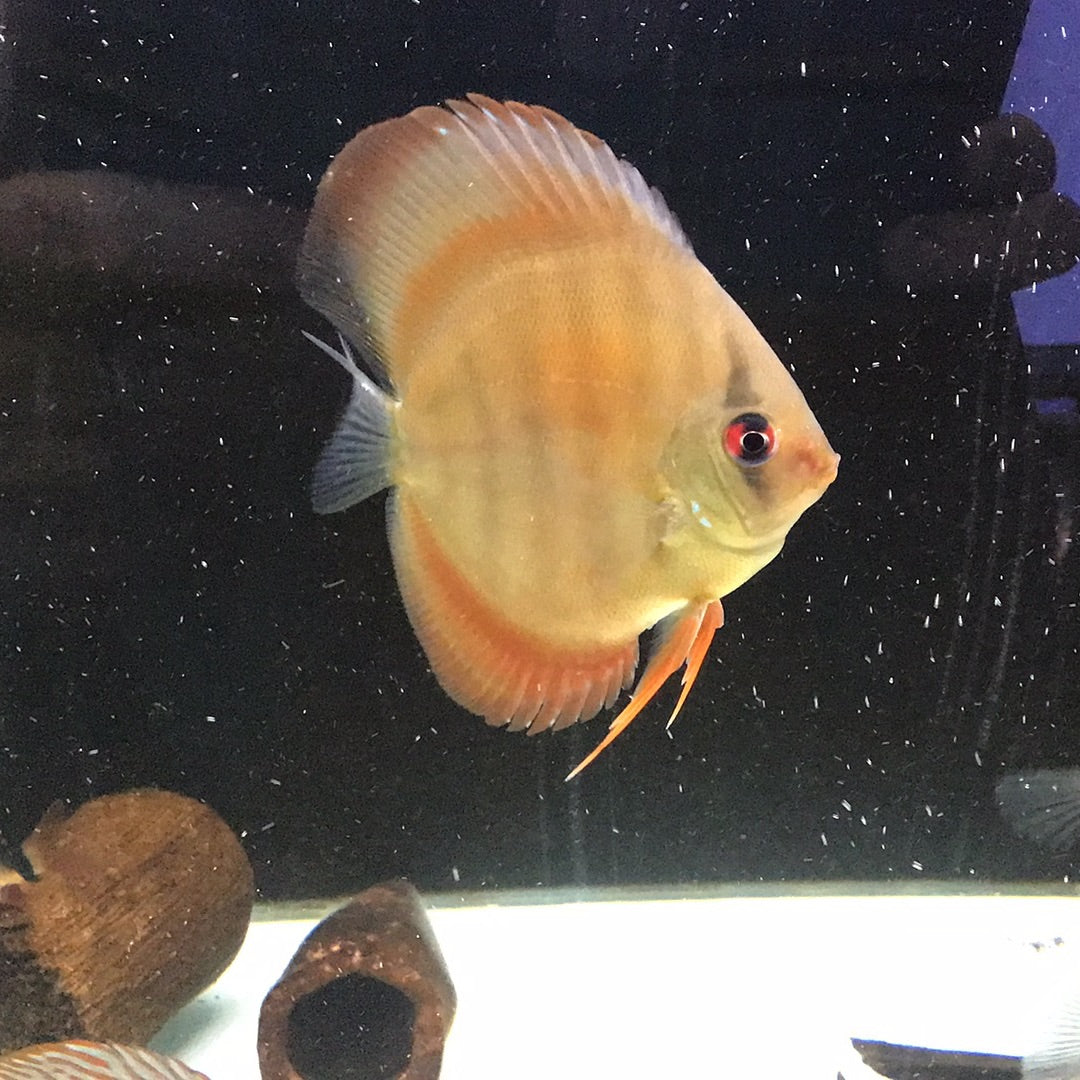 Solid Red Cover Discus (Symphysodon sp.)