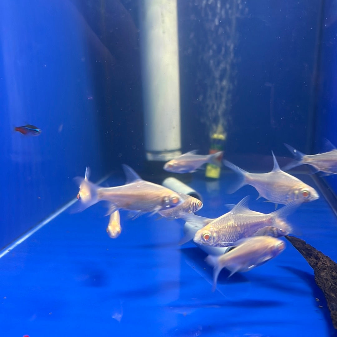 Albino TinFoil Barb (Barbus schwanenfeldi)
