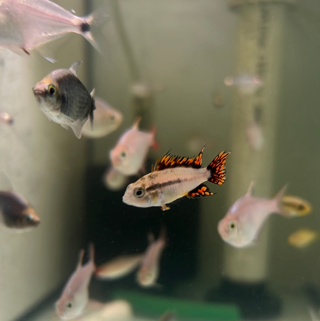 Apistogramma cacatuodes double red (Apistogramma cacatuoides)