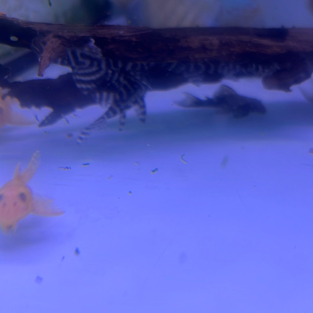 L333 King Tiger Pleco (Hypancistrus sp)