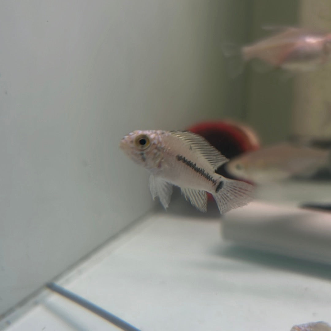 Apistogramma Agassizii Neon Head (Apistogramma Agassizii)