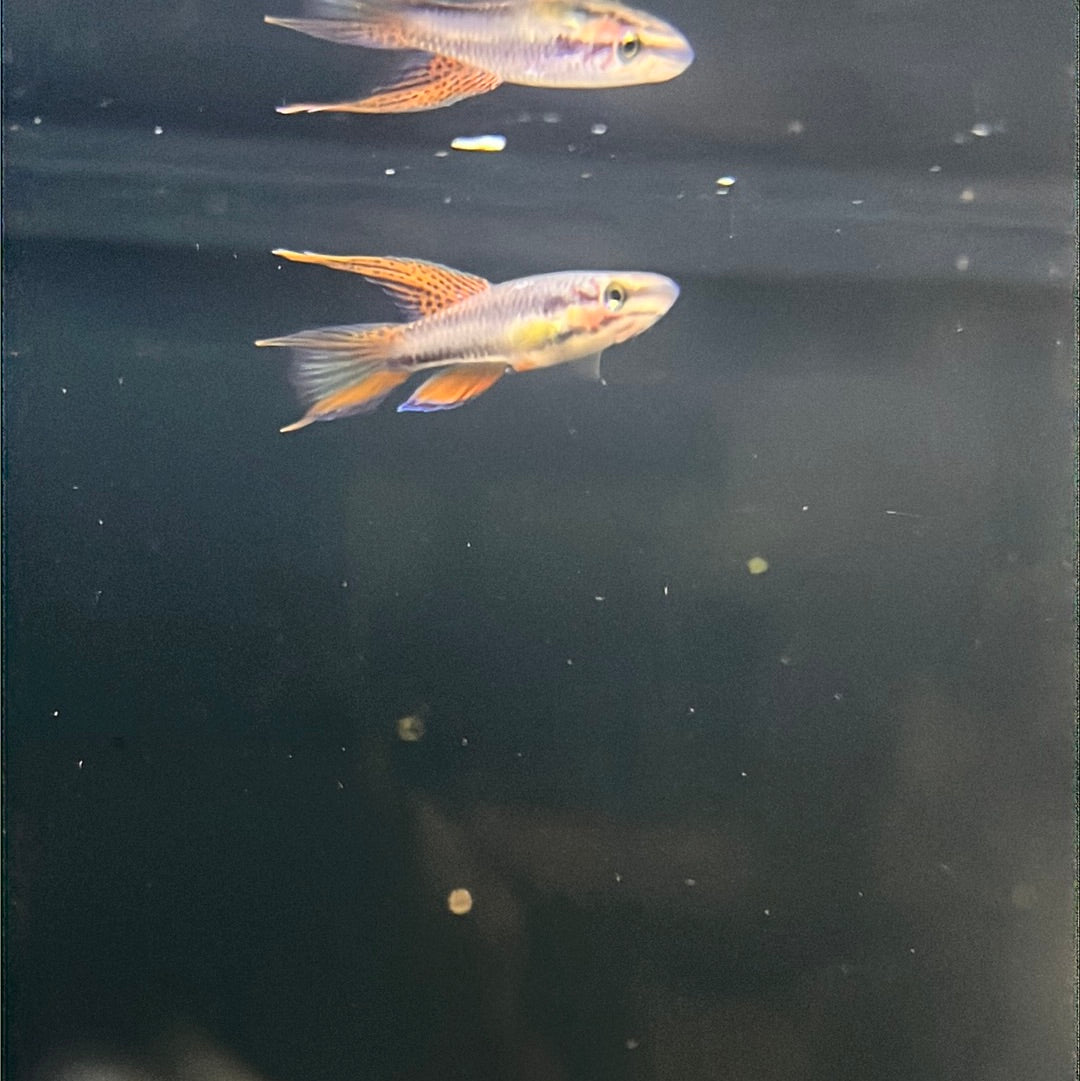 Aphyosemion bivittatum-lagos (Aphyosemion Bivittatum)