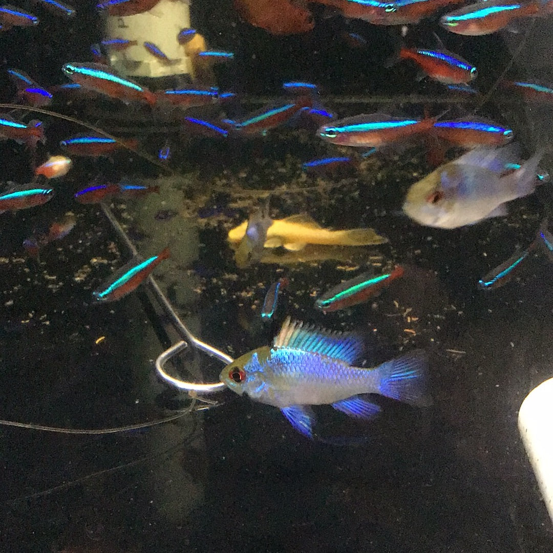 Electric Blue Rams (Microgeophagus Ramirezi)