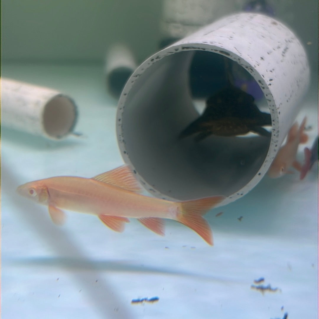 Albino Rainbow Shark (Epalzeorhynchos frenatum)