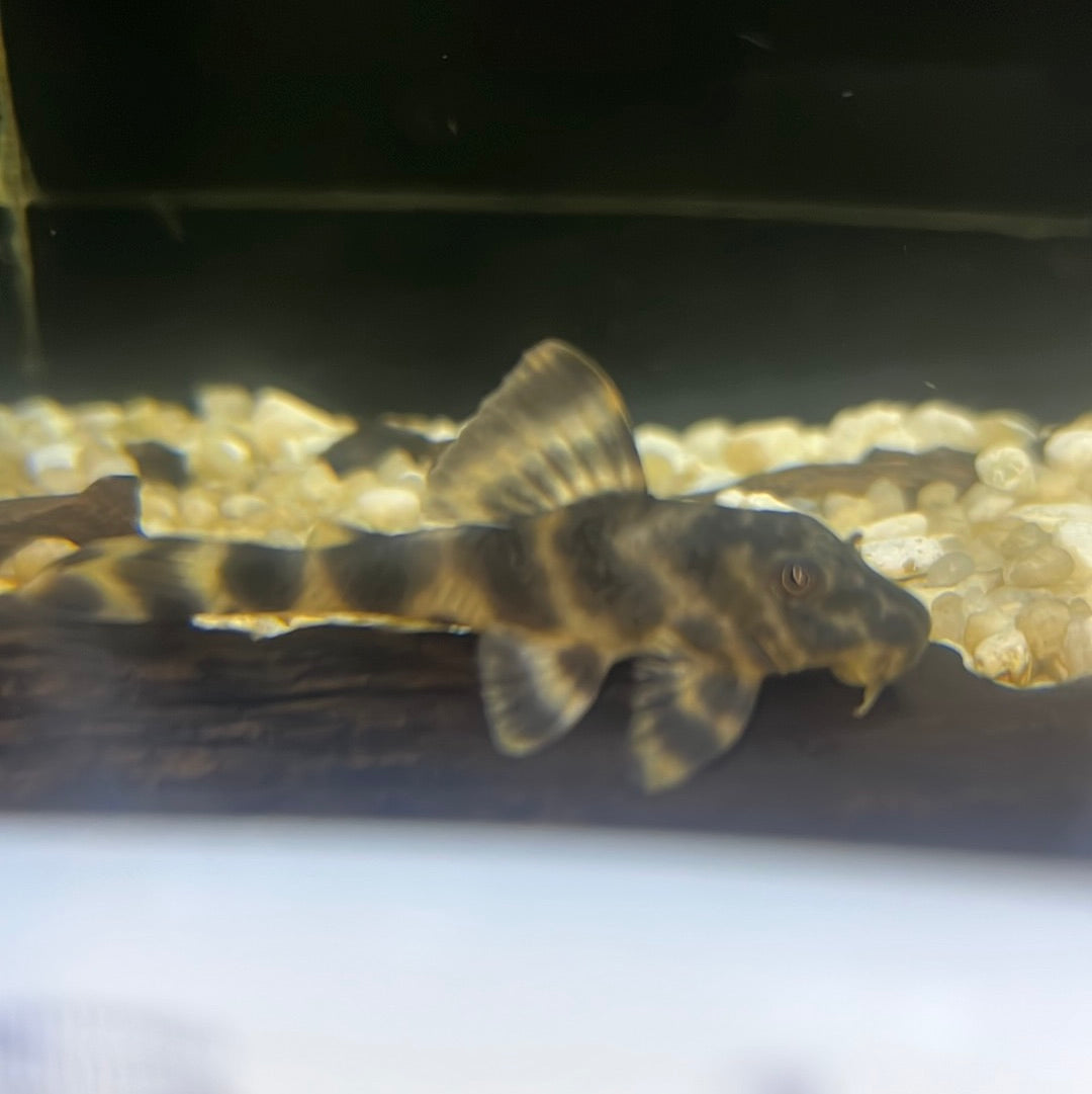 L015 Candy Striped Pleco (Peckoltia vittata)